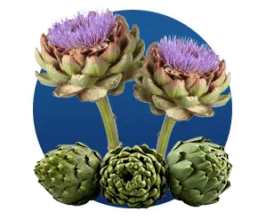 Cynara Scolymus.png