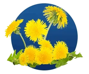Taraxacum.png